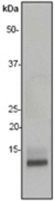 Western blot of anti-MIP1 beta (C-term) antibody, dilution 1:500000 (approximately 0.05 ug/lane [0.5 ug/200ul] of recombinant protein was loaded on the membrane).