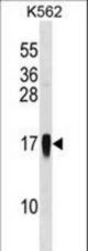 CCL7 Antibody western blot of K562 cell line lysates (35 ug/lane). The CCL7 antibody detected the CCL7 protein (arrow).