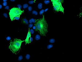 Anti-CCM2 mouse monoclonal antibody immunofluorescent staining of COS7 cells transiently transfected by pCMV6-ENTRY CCM2.