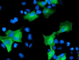 Anti-CCM2 mouse monoclonal antibody immunofluorescent staining of COS7 cells transiently transfected by pCMV6-ENTRY CCM2.