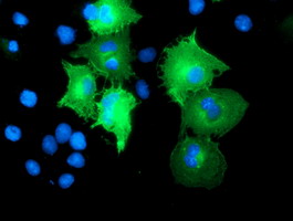 Anti-CCM2 mouse monoclonal antibody immunofluorescent staining of COS7 cells transiently transfected by pCMV6-ENTRY CCM2.