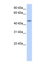 C20orf160 antibody LS-C102431 Western blot of Transfected 293T cell lysate.