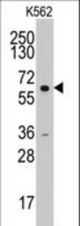 Western blot of anti-CCNA2 antibody in K562 cell line lysates (35 ug/lane). CCNA2(arrow) was detected using the purified antibody.