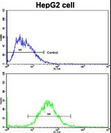 Flow cytometric of HepG2 cells using Cyclin A (CCNA2) Antibody (bottom histogram) compared to a negative control cell (top histogram). FITC-conjugated goat-anti-rabbit secondary antibodies were used for the analysis.