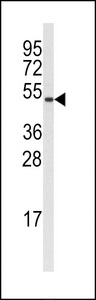 Western blot of anti-Cyclin B1 Antibody (S126) in A375 cell line lysates (35 ug/lane). Cyclin B1(arrow) was detected using the purified antibody.