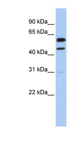 CCNB1 / Cyclin B1 antibody LS-C110801 Western blot of MCF7 cell lysate.