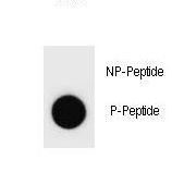 Dot blot of Rat CCNB3 Antibody (Phospho S277) Phospho-specific antibody on nitrocellulose membrane. 50ng of Phospho-peptide or Non Phospho-peptide per dot were adsorbed. Antibody working concentrations are 0.6ug per ml.