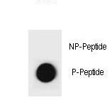 Dot blot of Rat CCNB3 Antibody (Phospho S284) Phospho-specific antibody on nitrocellulose membrane. 50ng of Phospho-peptide or Non Phospho-peptide per dot were adsorbed. Antibody working concentrations are 0.6ug per ml.