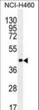 CCNC Antibody western blot of NCI-H460 cell line lysates (35 ug/lane). The CCNC antibody detected the CCNC protein (arrow).