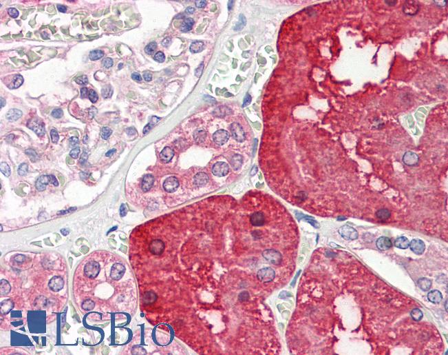 Anti-ACY1 / Aminoacylase 1 antibody IHC staining of human kidney. Immunohistochemistry of formalin-fixed, paraffin-embedded tissue after heat-induced antigen retrieval.