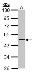 Sample (30 ug of whole cell lysate). A: H1299. 10% SDS PAGE. ACY1 antibody diluted at 1:1000.