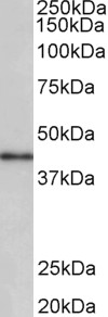 CCNDBP1 antibody (0.3 ug/ml) staining of Human Placenta lysate (35 ug protein in RIPA buffer). Primary incubation was 1 hour. Detected by chemiluminescence.