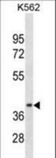 CCNDBP1 Antibody western blot of K562 cell line lysates (35 ug/lane). The CCNDBP1 antibody detected the CCNDBP1 protein (arrow).