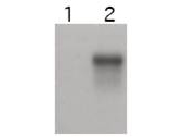 Anti-Cyclin E2 Antibody - Western Blot. Western blot of affinity purified anti-Cyclin E2 antibody shows specific detection of Cyclin E2. Cell extracts over-expressing mouse Cyclin E1 (lane 1) and Cyclin E2 (lane 2) were electrophoresed, transferred to nitrocellulose, and probed with the anti-Cyclin E2 antibody. The affinity purified antibody also detects endogenous Cyclin E2 in Skp2-/- MEF cells. (data not shown). Personal Communication, Philipp Kaldis, CCR-NCI, Frederick, MD.
