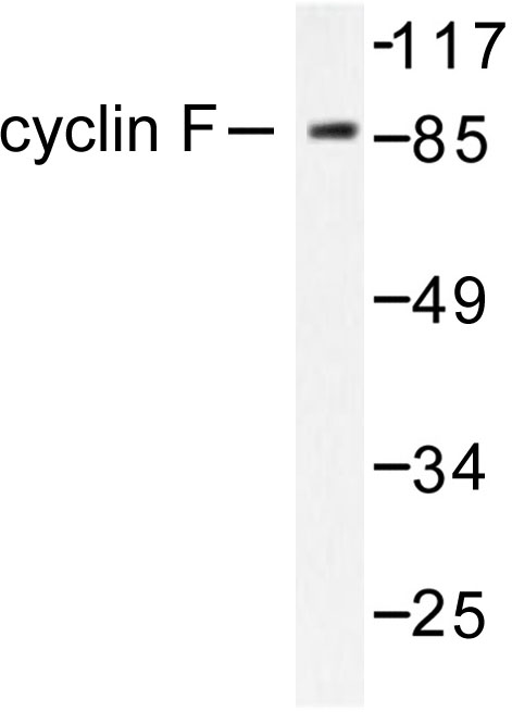Western blot of Cyclin F (I772) pAb in extracts from HeLa cell.