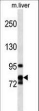 CCNF Antibody western blot of mouse liver tissue lysates (35 ug/lane). The CCNF Antibody detected the CCNF protein (arrow).