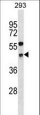 CCNG2 Antibody western blot of 293 cell line lysates (35 ug/lane). The CCNG2 antibody detected the CCNG2 protein (arrow).