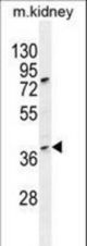 CCNH Antibody western blot of mouse kidney tissue lysates (35 ug/lane). The CCNH antibody detected the CCNH protein (arrow).