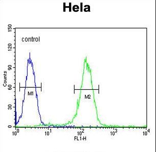 CCNH Antibody flow cytometry of HeLa cells (right histogram) compared to a negative control cell (left histogram). FITC-conjugated goat-anti-rabbit secondary antibodies were used for the analysis.