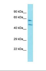 Western blot of Rat Lung. Ccni antibody dilution 1.0 ug/ml.