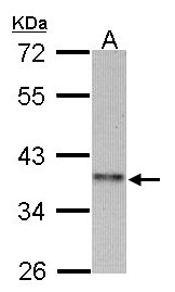 Sample (30 ug of whole cell lysate). A:293T. 10% SDS PAGE. CCNI2 antibody diluted at 1:1000.