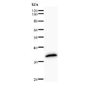 Western blot analysis of immunized recombinant protein, using anti-CCNJ monoclonal antibody.