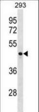 CCNJ Antibody western blot of 293 cell line lysates (35 ug/lane). The CCNJ antibody detected the CCNJ protein (arrow).