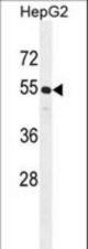 CCNJL Antibody western blot of HepG2 cell line lysates (35 ug/lane). The CCNJL antibody detected the CCNJL protein (arrow).