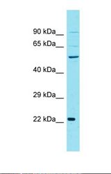 Western blot of Human PANC1. CCNJL antibody dilution 1.0 ug/ml.