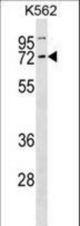 CCNK Antibody western blot of K562 cell line lysates (35 ug/lane). The CCNK antibody detected the CCNK protein (arrow).