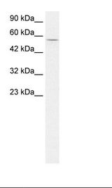 HepG2 Cell Lysate