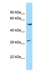 CCNL1 / Cyclin L1 antibody Western Blot of Rat Brain.