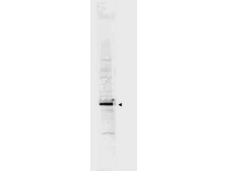 Western blot of Affinity Purified anti-Cyclin L2a antibody shows detection of a band ~38 kDa corresponding to a GST-truncated human Cyclin L2a fusion protein (arrowhead). Approximately 5 ul of an induced E.coli cell lysate expressing recombinant Cyclin L2 was separated by 4-20% SDS-PAGE followed by transfer to nitrocellulose. After blocking the membrane was probed with the primary antibody diluted to 1:1000 overnight at 4C followed by washes and reaction with a 1:10000 dilution of IRDye800 conjugated Gt-a-Rabbit IgG [H&L] MX (611-132-122) for 45 min at room temperature. IRDye800 fluorescence image was captured using the Odyssey Infrared Imaging System developed by LI-COR. IRDye is a trademark of LI-COR, Inc. Other detection systems will yield similar results.