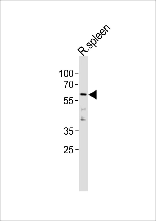 Rat Ccnl2 Antibody western blot of rat spleen tissue lysates (35 ug/lane). The Rat Ccnl2 antibody detected the Rat Ccnl2 protein (arrow).
