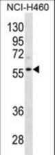CCNL2 Antibody western blot of NCI-H460 cell line lysates (35 ug/lane). The CCNL2 antibody detected the CCNL2 protein (arrow).