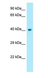 CCNO / UNG2 antibody Western Blot of Fetal Heart.