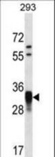 CCNO Antibody western blot of 293 cell line lysates (35 ug/lane). The CCNO antibody detected the CCNO protein (arrow).