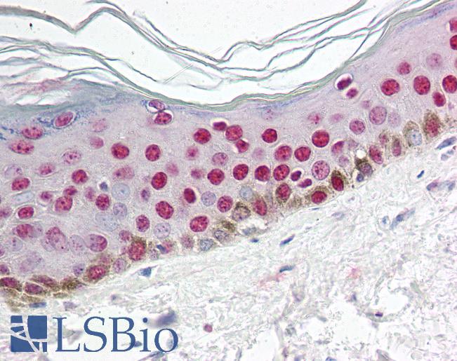 Anti-CCNO / Cyclin O antibody IHC of human skin. Immunohistochemistry of formalin-fixed, paraffin-embedded tissue after heat-induced antigen retrieval. Antibody LS-B616 concentration 5 ug/ml.