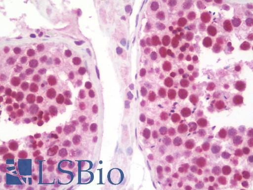 Anti-CCNT1 / Cyclin T1 antibody IHC staining of human testis. Immunohistochemistry of formalin-fixed, paraffin-embedded tissue after heat-induced antigen retrieval. Antibody LS-B10078 concentration 10 ug/ml.
