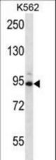 CCNT1 Antibody western blot of K562 cell line lysates (35 ug/lane). The CCNT1 antibody detected the CCNT1 protein (arrow).