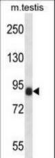 CCNT1 Antibody western blot of mouse testis tissue lysates (35 ug/lane). The CCNT1 antibody detected the CCNT1 protein (arrow).