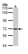 Sample (30 ug of whole cell lysate). A: Hep G2 . 7.5% SDS PAGE. CCNT2 antibody diluted at 1:1000.