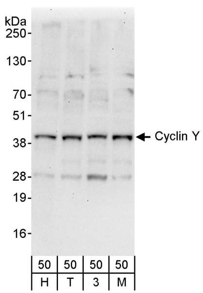 Detection of Human Cyclin Y by Western Blot. Samples: Whole cell lysate (50 ug) from HeLa (H), 293T (T), mouse NIH3T3 (3), and MCF7 (M) cells. Antibodies: Affinity purified rabbit anti-Cyclin Y antibody used for WB at 1 ug/ml. Detection: Chemiluminescence with an exposure time of 30 seconds.