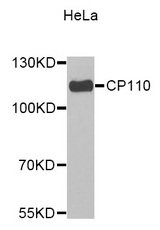 Western blot blot of extracts of HeLa cell line, using CCP110 antibody.