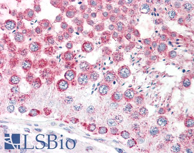 Anti-CCP110 antibody IHC staining of human testis. Immunohistochemistry of formalin-fixed, paraffin-embedded tissue after heat-induced antigen retrieval.