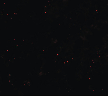 Immunofluorescence of CCP110 in rat colon tissue with CCP110 antibody at 20 ug/ml.
