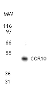 Western blot analysis for CCR10 using antibody at 2 µg/ml dilution against 10 ug of MCF-7 (a human breast cancer cell line) cell lysate.