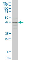 CCR2 monoclonal antibody (M01), clone 4D12 Western blot of CCR2 expression in HepG2.