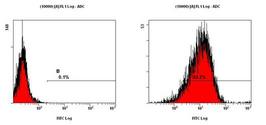 CCR2 Antibody - FACS testing of CCR2 in HeLa cells.