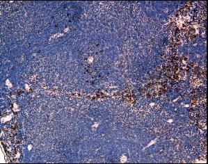 Immunohistochemistry of paraffin-embeddedi mouse spleen stained with Goat anti-mouse CD192